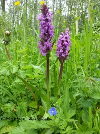 Rietorchis [Dactylorhiza praetermissa]
